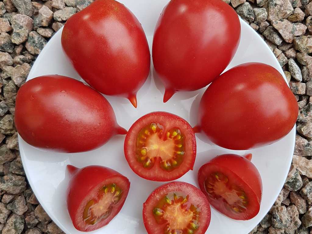 Hybrid Tarasenko, Budönovka